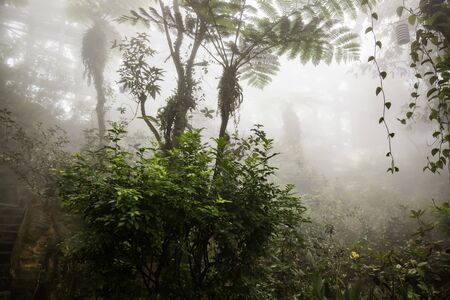 Jungle with fog, detail of nature and freedom