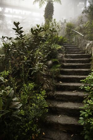 Jungle with fog, detail of nature and freedom