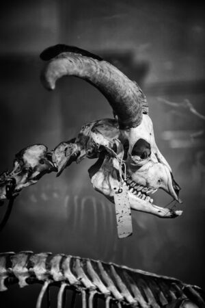 Goat skeleton, dead animal detail, medical studyの写真素材