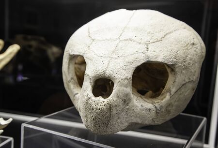 Turtle skull, animal head detail