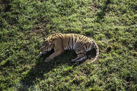 Wild tiger in the jungle, exotic animal detailの写真素材