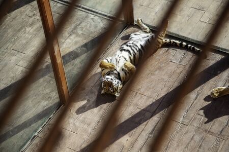 Tiger behind bars, detail of wild animal enclosedの写真素材