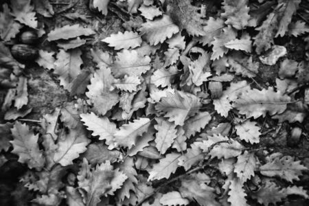 Yellow leaves in the fall, season detail of the yearの写真素材