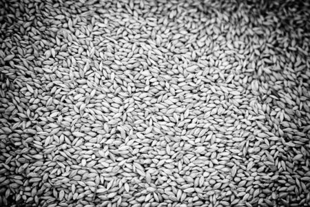 Dry wheat grain, harvested grain detail, lots of grains of wheat, raw food and healthy dietの写真素材
