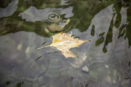 Dry leaf floating in water, autumn in water