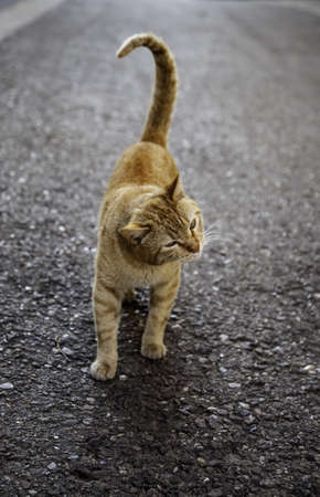 Common stray cat, detail of abandoned mammal animal