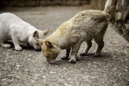 Stray cats eating in the street, detail of abandoned domestic animalsの写真素材