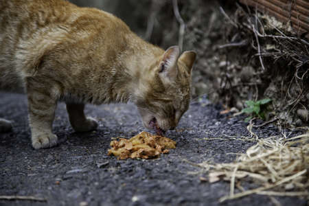 Abandoned cat eating, detail of homeless animals