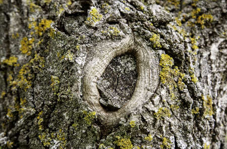 Old tree bark, detail of rough bark, natureの写真素材
