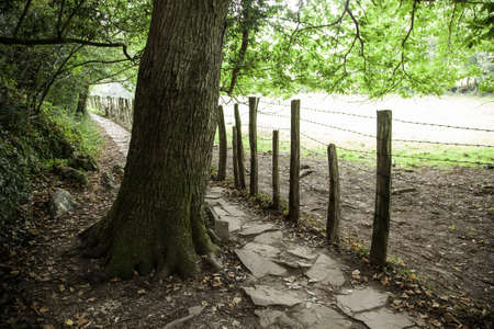 Walk for pedestrians in an ancient wild forest, walk for people, hikingの写真素材
