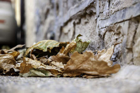 Autumn detail in nature, dry leaf lying on the groundの写真素材