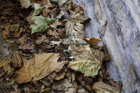 Autumn detail in nature, dry leaf lying on the ground