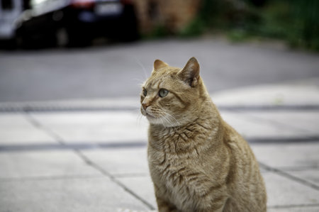 Feline mammal animal abandoned on a street in Spain