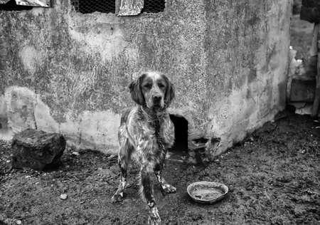Domestic animal in an outdoor shed, cold and abandonment