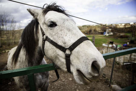 White horse in stable, wild mammal animalsの写真素材