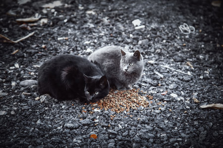 Detail of abandoned cat in the street on a winter dayの写真素材