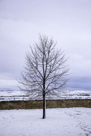 Detail of nature in a snowfall in winter, cold and iceの写真素材