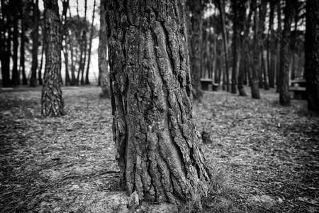 Nature detail on a cold winter dayの写真素材