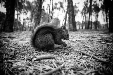 Wild mammal animal in a forest in nature