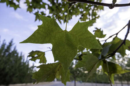 Detail of fall of leaves in autumn, cold and change of season