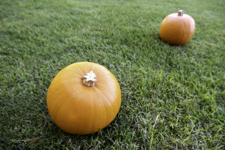 Detail of fresh pumpkins to decorate Halloween nightの写真素材