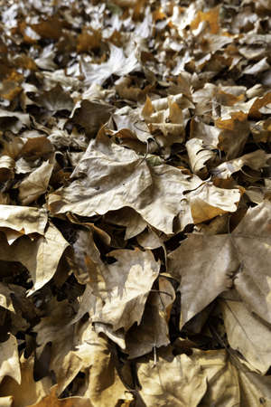 Detail of fall of leaves in autumn, cold and change of seasonの写真素材