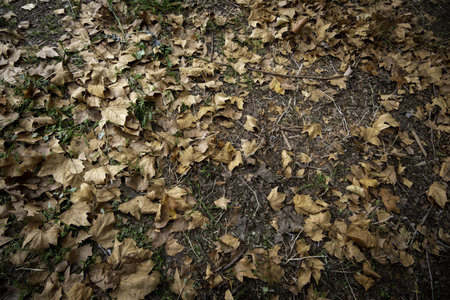 Detail of fall of leaves in autumn, cold and change of seasonの写真素材