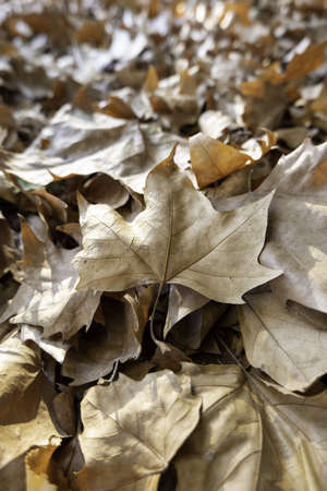 Detail of fall of leaves in autumn, cold and change of seasonの写真素材