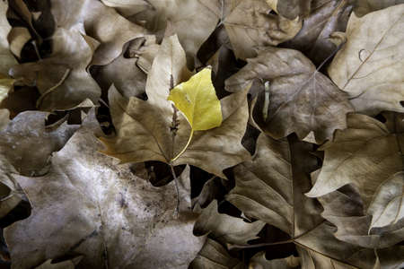 Detail of fall of leaves in autumn, cold and change of seasonの写真素材