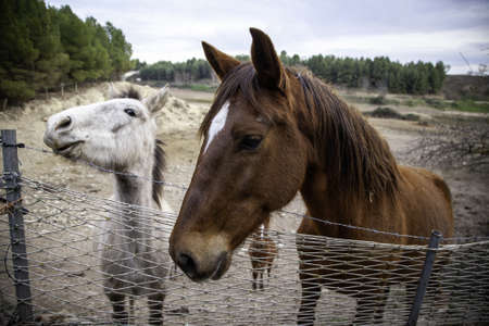 Detail of animals feeding on a farm, domesticated mammal animalの写真素材