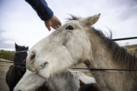 Detail of animals feeding on a farm, domesticated mammal animalの写真素材