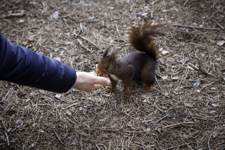 Feeding a wild animal in the forest, animal and nature careの写真素材