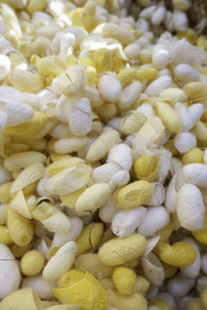 Detail of natural silk production, animal production