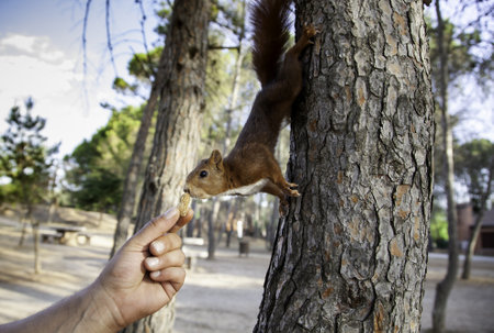 Detail of wild animal in nature, animal feedingの写真素材