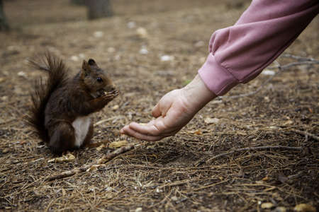 Detail of wild animal in nature, animal feeding