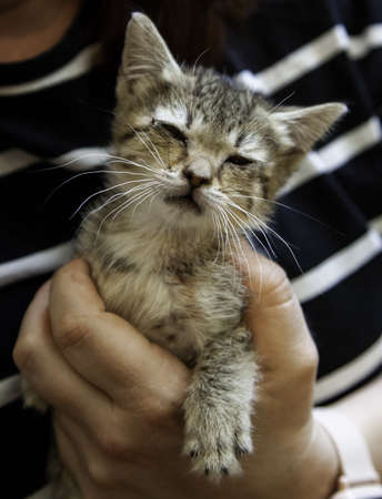 Detail of little cat abandoned in the city, loneliness