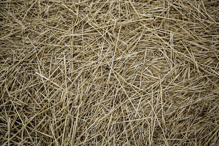 Detail of dry wheat straw, animal feed
