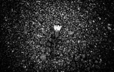 Detail of fabric rose lying on an asphalt floorの写真素材