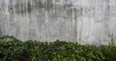 Detail of climbing wild plant growing up the wallの写真素材