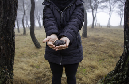 Detail of hands with pine fruits in a forestの写真素材