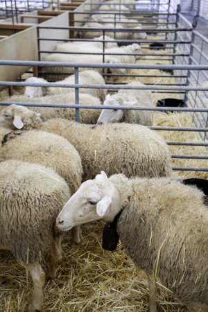 Detail of mammals in a farm, meat industryの写真素材