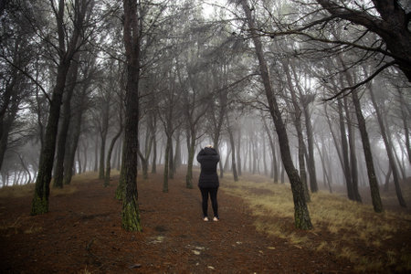 Detail of a walk through a forest on a foggy winter dayの写真素材