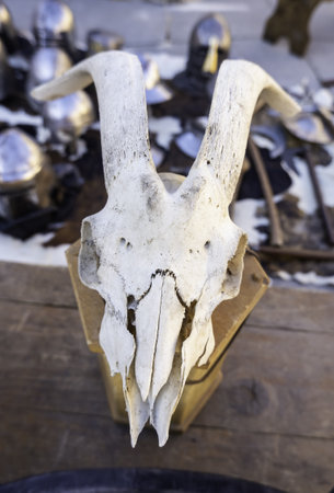 Detail of dead and dry animal skull, terrifying decorationの写真素材