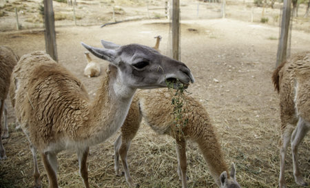 Detail of wild mammals eating grassの写真素材