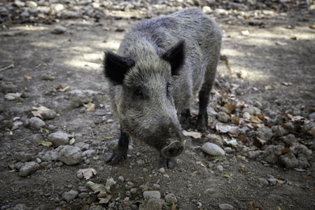 Detail of wild mammal animal in natureの写真素材