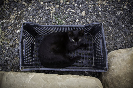 Detail of abandoned and sad pet in the streetの写真素材