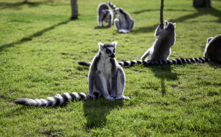 Detail of wild animals in nature, protection and animal careの写真素材
