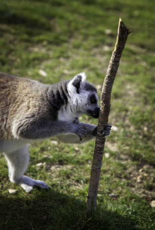 Detail of wild animals in nature, protection and animal careの写真素材