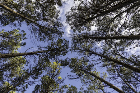 Detail of trees in a forest in nature, point of viewの写真素材