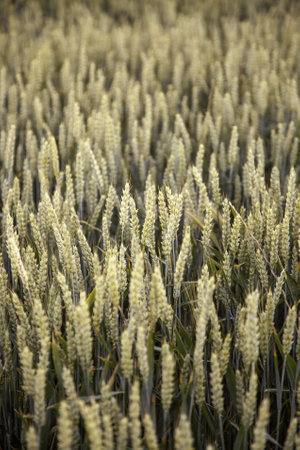 Detail of fresh cereal field in nature